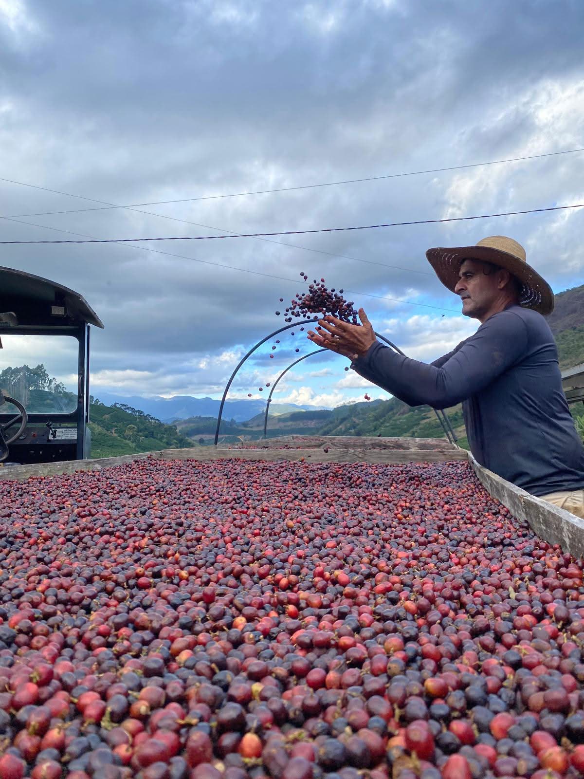 A grower tossing freshly picked coffee cherries over the drying beds