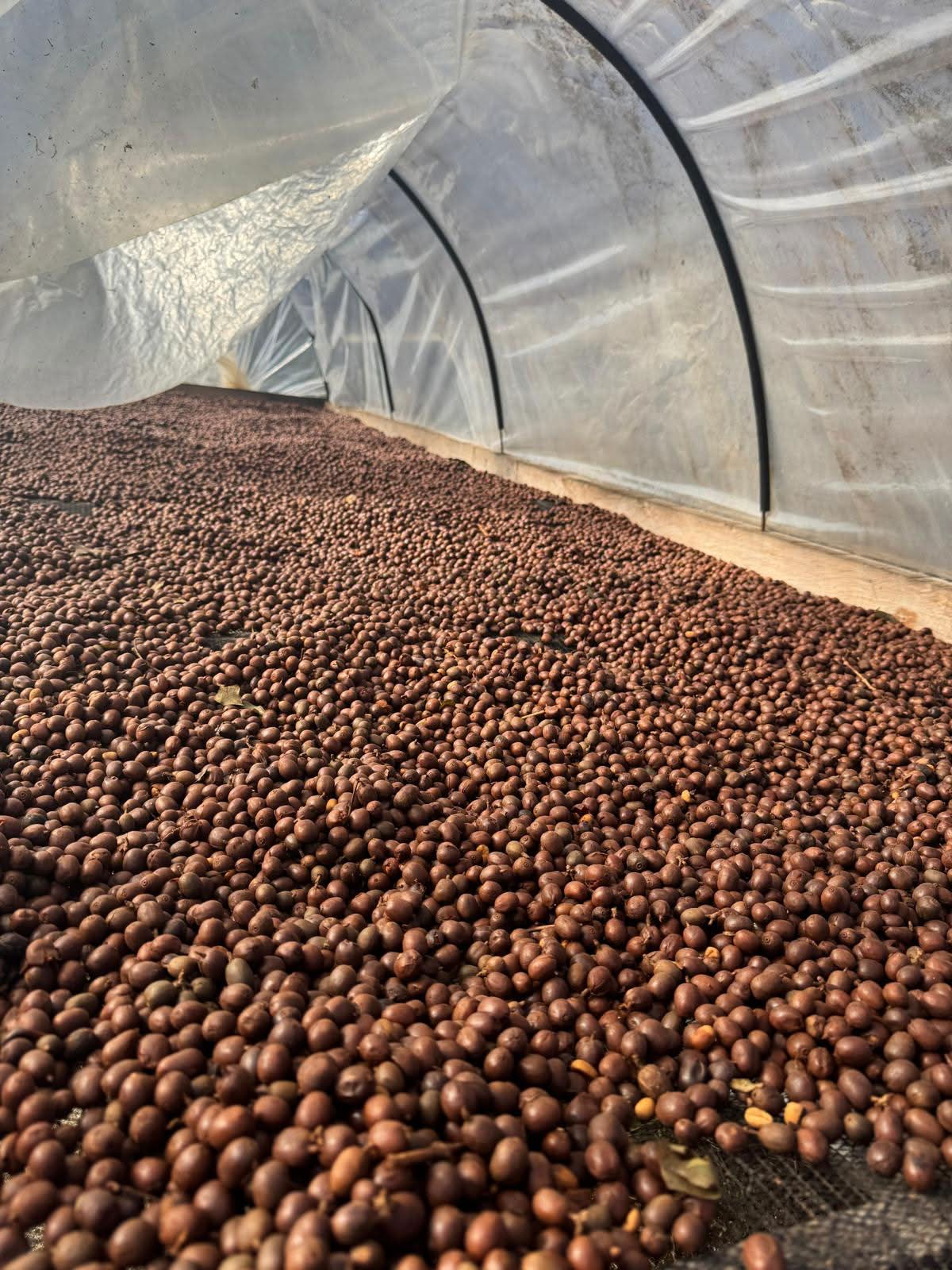 Coffee cherries drying under a poly-tunnel on the farm